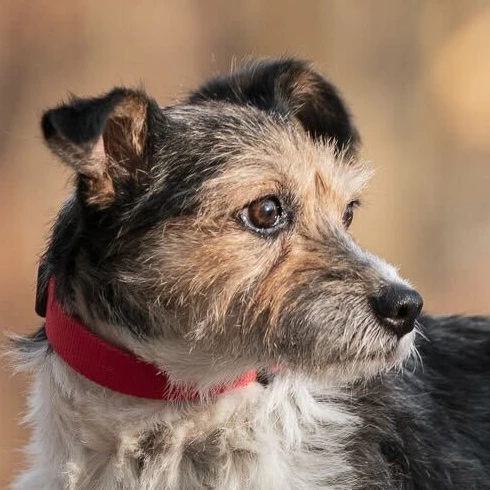 Zdjęcie profilowe - mała suczka do adopcji, Województwo Dolnośląskie - Sonia