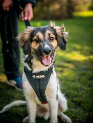 Zdjęcie - adopcja psa szczeniaka we Wrocławiu - Frodo