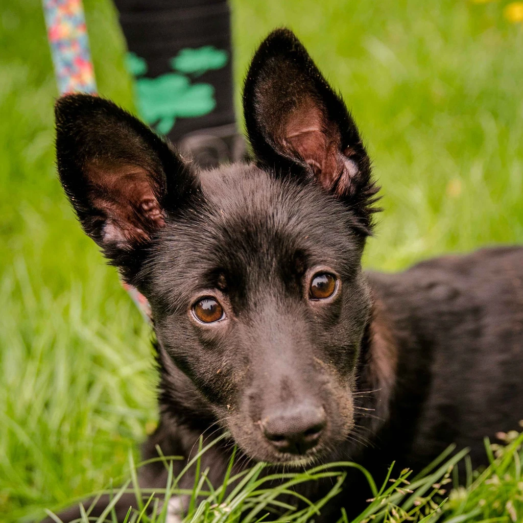 Zdjęcie profilowe - czarny szczeniak aktywny pies - adopcja Wroclaw