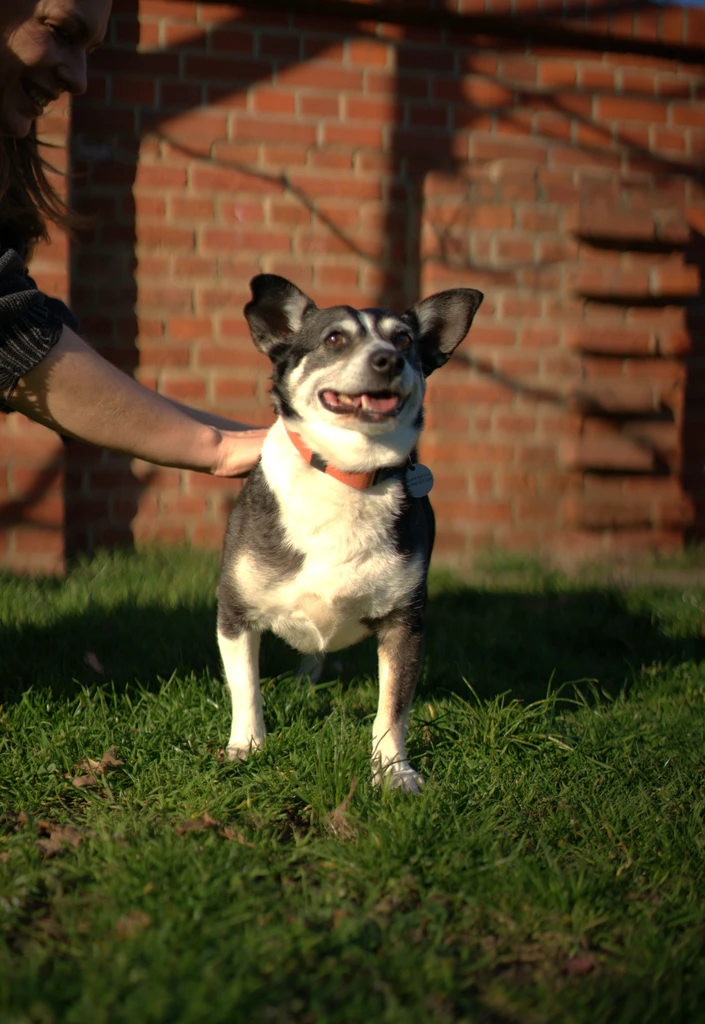 Zdjęcie - wesoły mały pies do adopcji - Wrocław