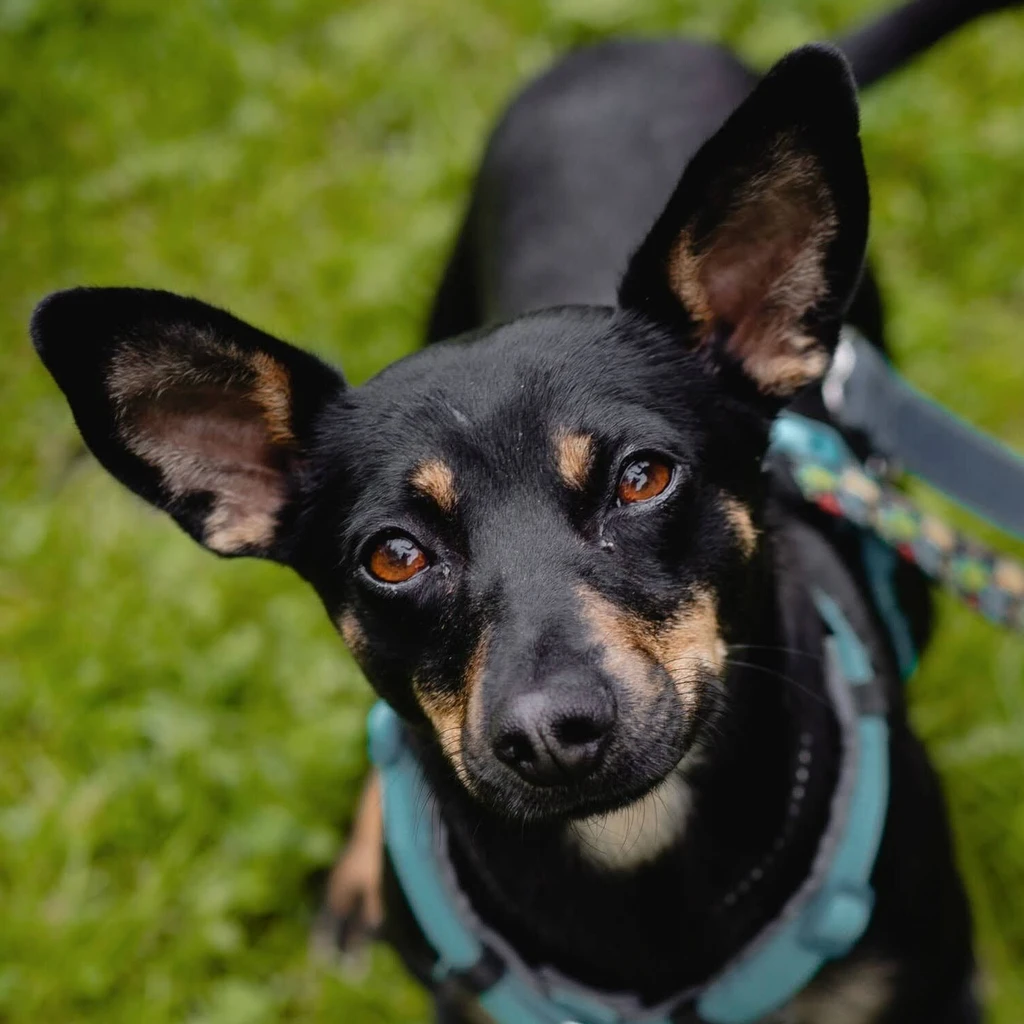 Zdjęcie profilowe - mały czarny pies suczka do adopcji we Wrocławiu - Hellada