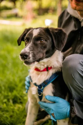 Zdjęcie - pies - adopcje Wrocław - Mieszko
