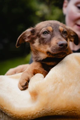 Zdjęcie - miot szczeniaki Poetycki - adopcje psa Wrocław