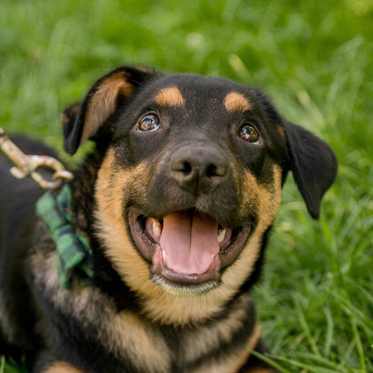 Zdjęcie profilowe - szczeniak do adopcji - Wrocław - miot Poetycki