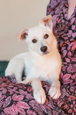 Zdjęcie - biały szczeniak - adopcje Wrocław - Yuzu