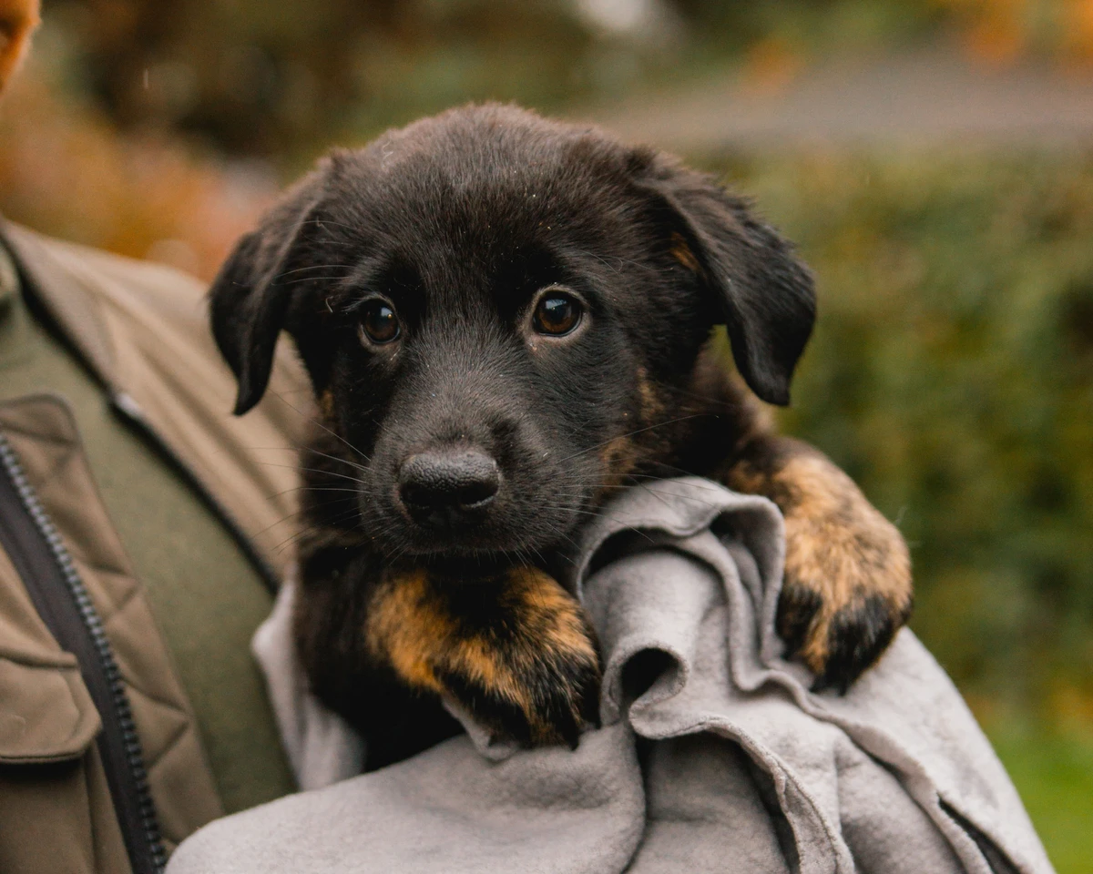 Zdjęcie - szczeniak - adopcja Wrocław Dolnośląskie - Klawisze