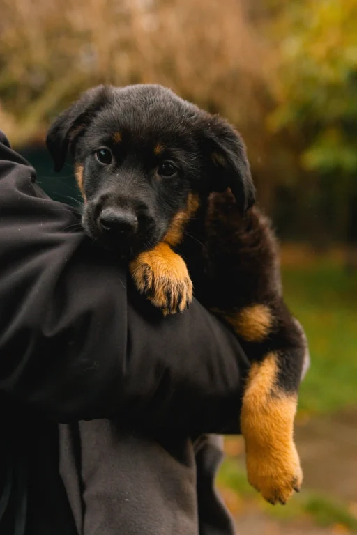 Zdjęcie - szczeniak - adopcja Wrocław Dolnośląskie - Klawisze