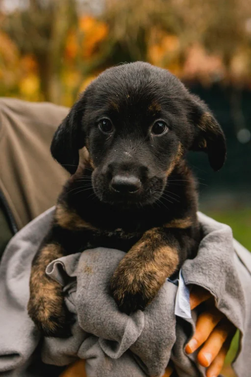 Zdjęcie - szczeniak - adopcja Wrocław Dolnośląskie - Klawisze