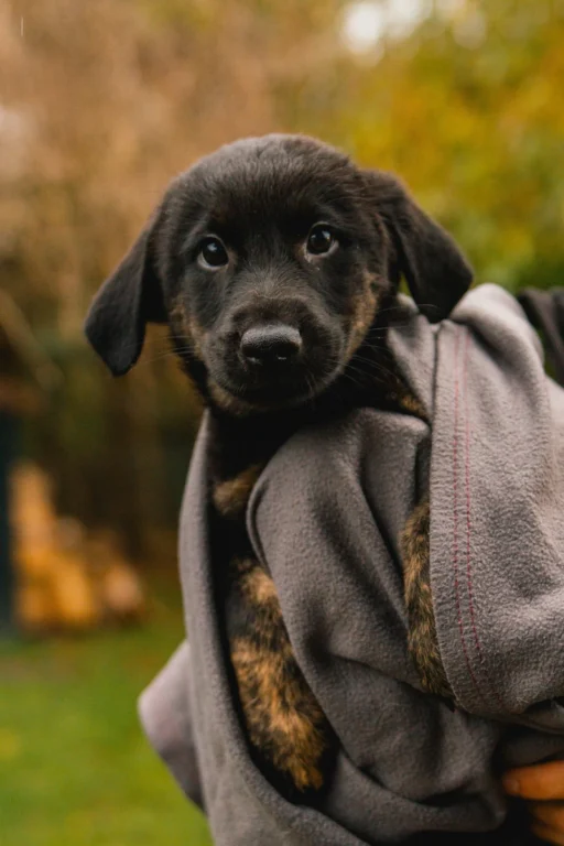 Zdjęcie - szczeniak - adopcja Wrocław Dolnośląskie - Klawisze