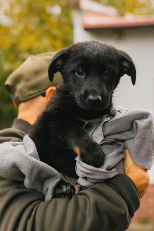 Zdjęcie - szczeniak - adopcja Wrocław Dolnośląskie - Klawisze