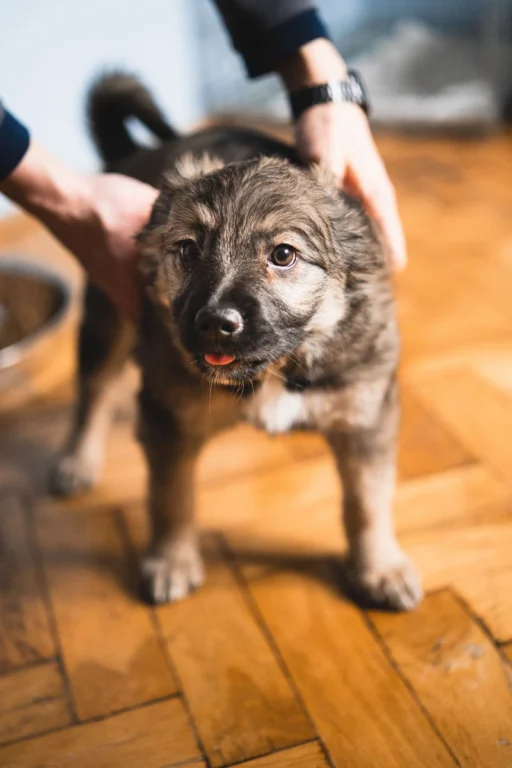 Zdjęcie - szczeniaki puchate - adopcja szczeniaków Wrocław na Dolnym Śląsku - Wiara i Miłość